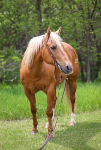 Fortunes N Firewater 10 yo Barrel and Pole Mare