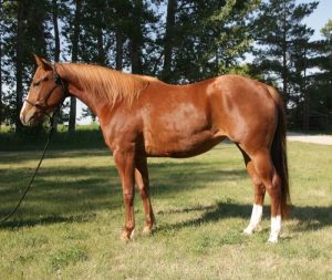 Sassy N Smokie 2018 Mare