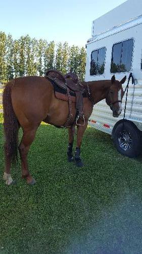 14" Irvines Barrel Saddle 