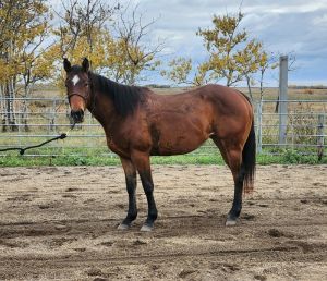 Rollin On Diamonds - Superstakes Mare