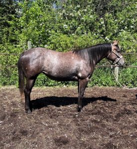 Royal Rhythm-Nickster 2022 Filly