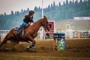 Seasoned 10y/o Mare 1D/2D amateur/HSR 