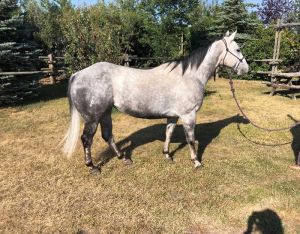 Barrel/pole/breakaway/heel horse 