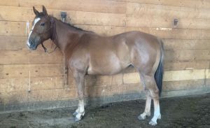 Frenchs Hula Guy 2 year old gelding 