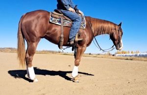 2-year-old AQHA Gelding 