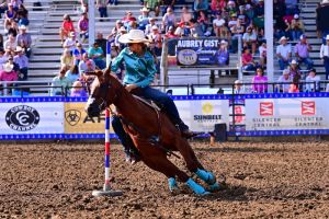 DF Genuine Richochet Aka "Trigger"  Barrel &amp; Pole Horse