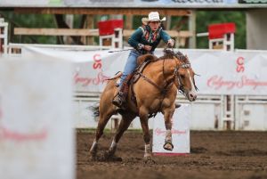 2010 Red Dun Mare - DS Vegas Sun