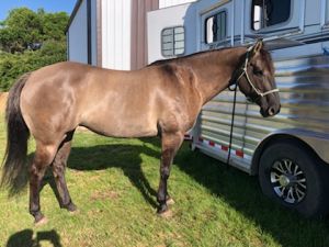 Beautiful Grulla Mare - Cool Kat Flit