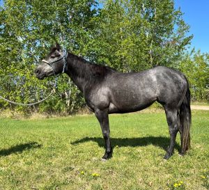 Hot And Swift 2D / 3D mare 