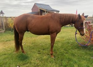 Seasoned Head Horse