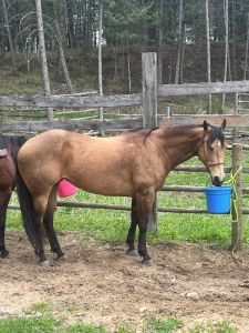 Stunning 7 yo mare push style! Easy!