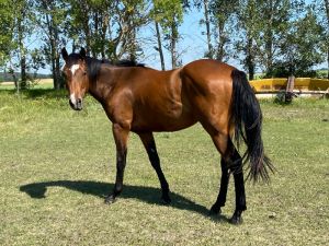 Trew Story 3 Year Old "Ninety Nine Goldmine" Gelding