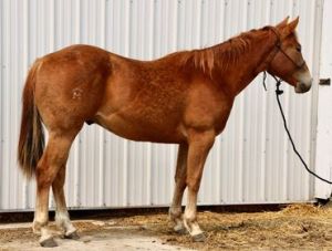 2021 Gelding ready to go any direction