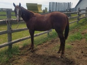 SUPERSTAKES/CBHI 2020 Gelding 