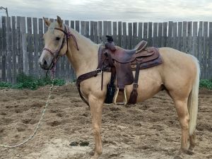 2019 Registered QH gelding 