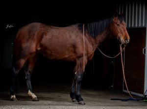 Biddy 2018 AQHA Mare