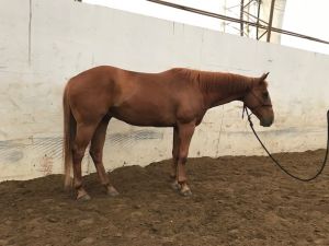 HEAD/ HEEL/ RANCH HORSE