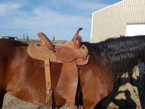 Todd Jeys 13.5" Barrel Saddle